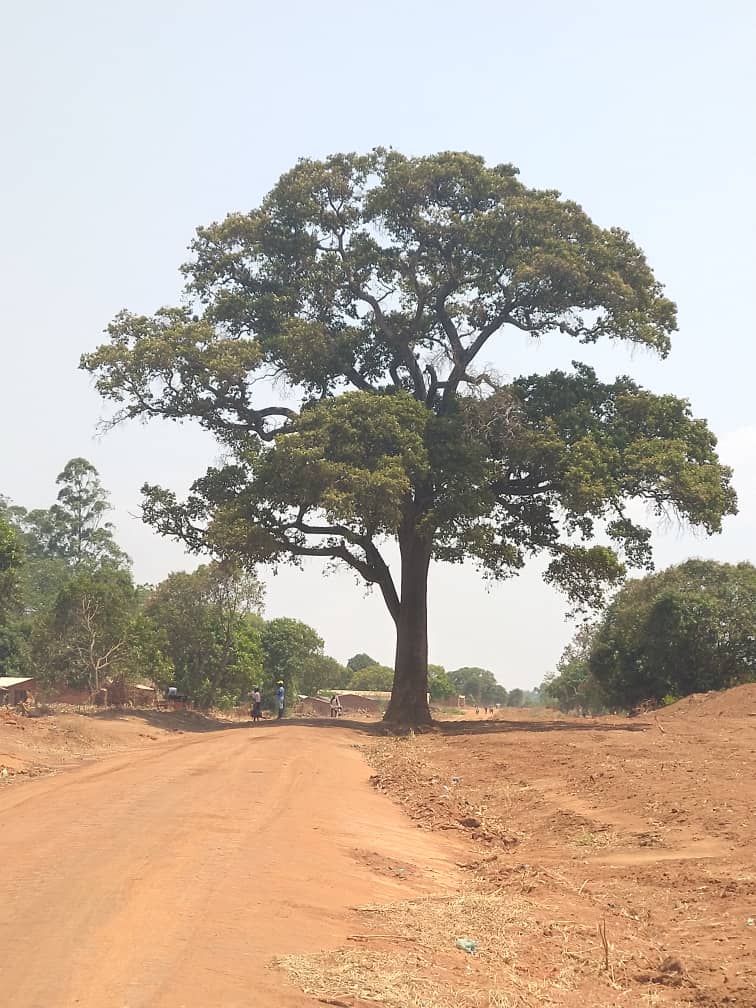 Spiritual tree affects construction of Muloza Chiringa border road in ...