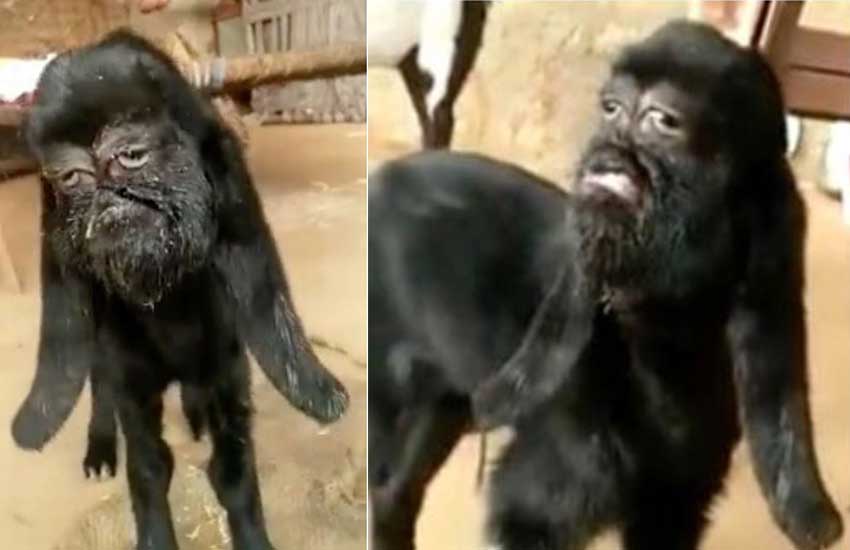 Goat With Human Face Being Worshipped As An Avatar Of God Face Of Malawi 