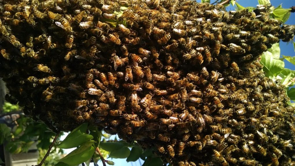 Magic Bees Pursue Chicken Thief, Force him to Surrender at Police ... picture