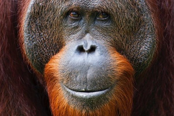  Orangutan Face  of Malawi